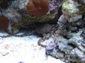 Aquarium_pics_august_2009_004_thumb