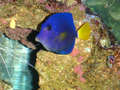 Newfish011_thumb