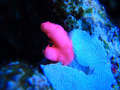 Setosa_thumb