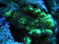 Spongodes_thumb
