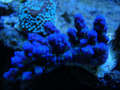 Bluetort_thumb