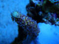 Pinklemonade_thumb