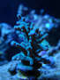 Delicate_thumb