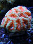 Acan015_thumb