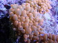 Coralfrags006_thumb