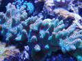 Coralfrags016_thumb