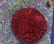 Red_cha_thumb