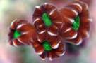 Candy_cane_thumb