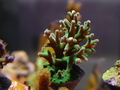 Dsc01358_thumb