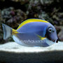 Lg-74214-powderblue-tang_thumb