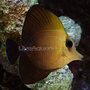 P-73785-scopas_thumb