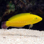 Lg-76385-wrasse_thumb