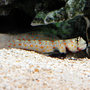 P-71419-goby_thumb