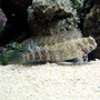 P-71848-sailfin-algae_thumb