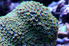 Cyphastrea_bluegreen_01_thumb