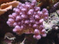 Dsc01545_thumb