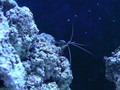 Aquarium_pics_december_2009_035_thumb