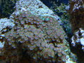 Aquarium_pics_december_2009_015_thumb
