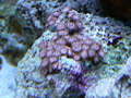Aquarium_pics_december_2009_003_thumb