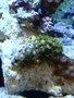 Aquarium_pics_december_2009_008_thumb