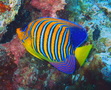 Pygoplytes_diacanthus_1_thumb