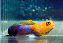 Cp_jawfish_bluespot_thumb