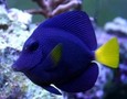 Purpletang1_thumb