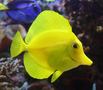 Yellow_20tang_thumb