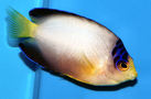 Multicolorangelfishwma_c1518_thumb