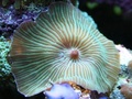 Green_striped_mushroom_thumb