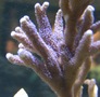 Img_0327_thumb