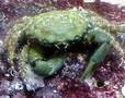 Emeraldcrab_thumb