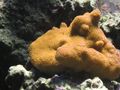 Encrusting_montipora_thumb