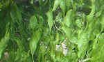 Blade_algae_thumb