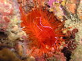 Electric_flame_scallop_thumb