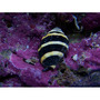 Bumblebee_snail_thumb