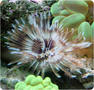 Feather_duster_thumb