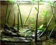 Red_mangrove_thumb