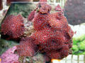 Red_mushroom_thumb