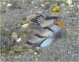 2gobies_thumb