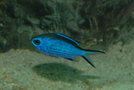 Blue_chromis_thumb
