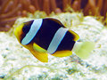 Amphiprion-clarkii_thumb