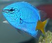 Yellow_tail_damsel_thumb