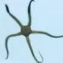 Brittle_star_thumb
