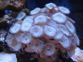 Dsc00871_thumb