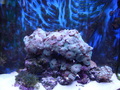 Dsc00867_thumb