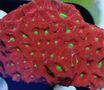 Tyree_war_coral_thumb