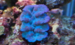 Dsc_0063_thumb
