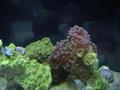 Frogspawn2_thumb