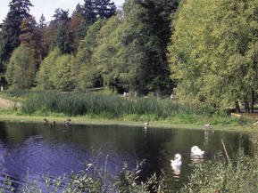 picture from Stanley Park Stormwater Treatment Wetland